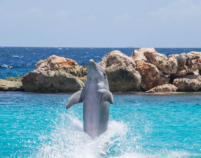 Giamaica Dolphins Cove