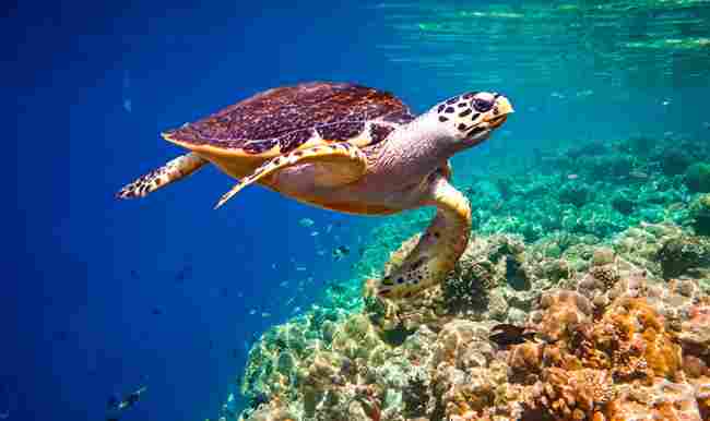 Bagno con le tartarughe marine alle Barbados