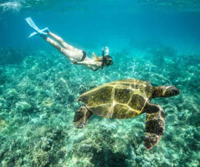 bagno con le tartarughe alle Hawaii
