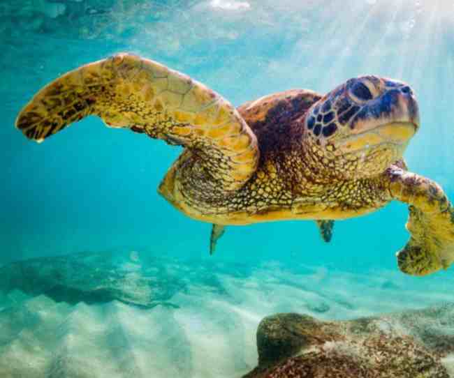 bagno con le tartarughe in Messico