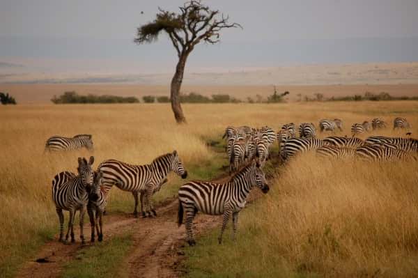Escursioni Kenya Safari Tsavo