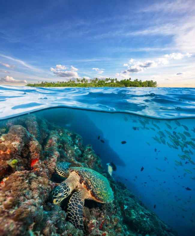 Bagno con le tartarughe alle Maldive