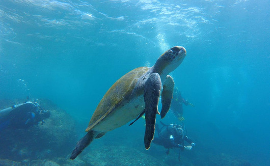 5 luoghi top dove nuotare con le tartarughe marine