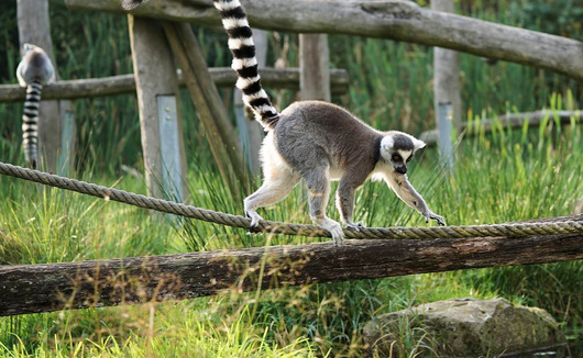 3 Resort Top e 4 suggestive escursioni da non perdere in Madagascar
